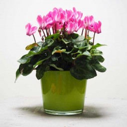 mini cyclamen