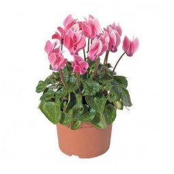 mini cyclamen