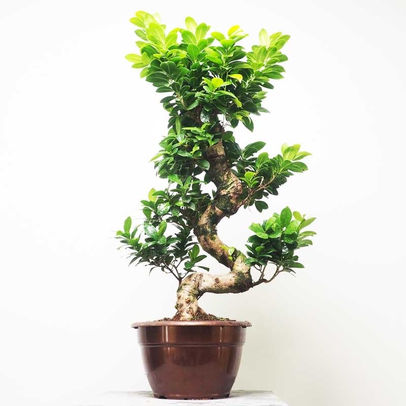 Ficus Ginseng Bonsaï Spécimen [rare] - Plante - Plus de Fleurs