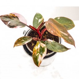 Plante à caractéristique rare