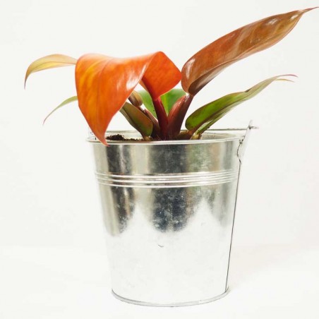 Philodendron Prince of Orange pour les amateurs de botanique