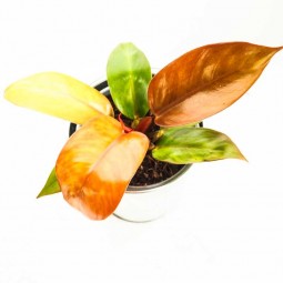 Couleur vive et diverse