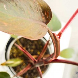 Feuille tacheté de rose