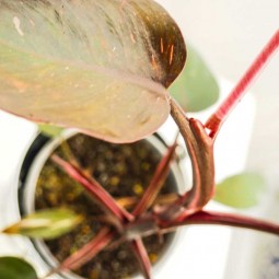 Philodendron en intérieur