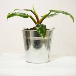 Plantes originaire de forêt