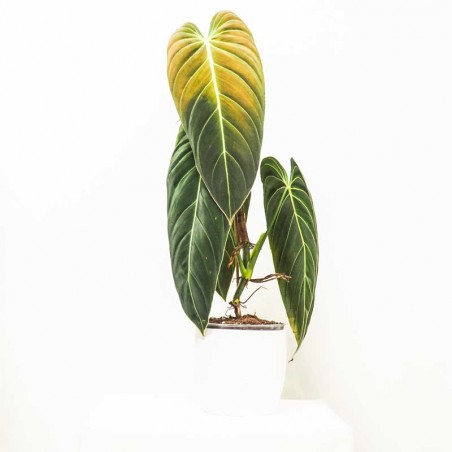 Plante somptueuse