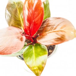 Feuille rouge, verte, orange avec des reflets de jaune