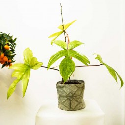 Plante de taille moyenne