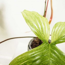 feuille à forme particulière