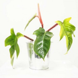 Feuille à forme particulière