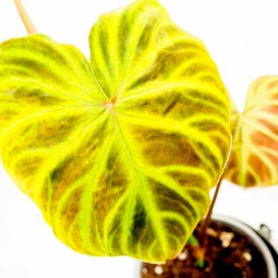 Particularité du detail