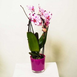 Plante à caractéristique rustique