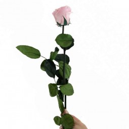 ROSE STABILISEE ROSE