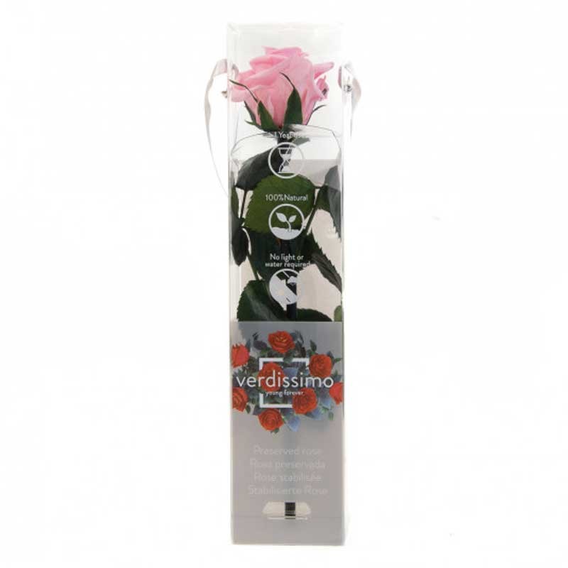 ROSE ROSE STABILISE DANS SE BOX