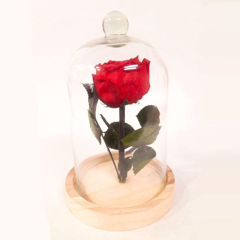 une rose rouge stabilisée dans sa cloche de verre