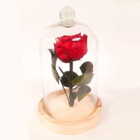 une rose rouge stabilisée dans sa cloche de verre