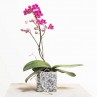 mini orchidée une branche et son cache pot