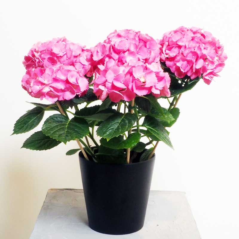 hortensia rose en pot
