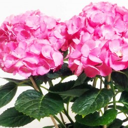 TËTE D'HORTENTIA ROSE