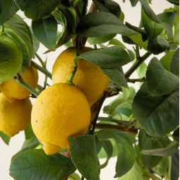 Citronnier d'appartement