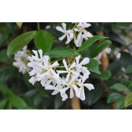 gros plant sur la fleur de jasmin étoilée
