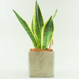 sansevieria dans son cache pot