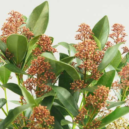La skimmia japonica
