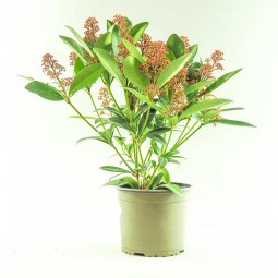 La skimmia japonica