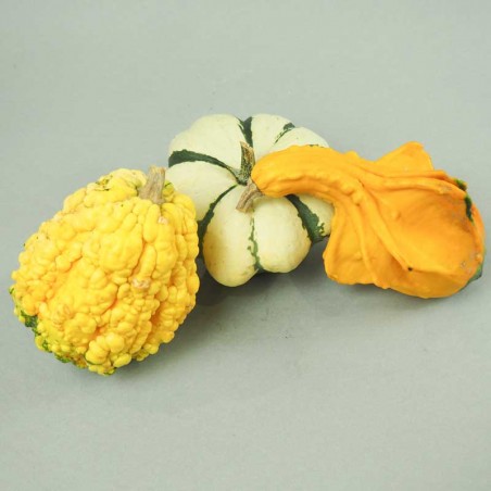 Coloquintes Décoratives