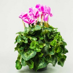 cyclamen