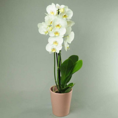 mini phalaenopsis