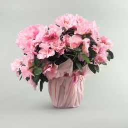 POT D'AZALEE ROSE