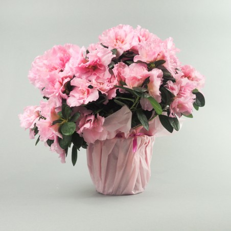 POT D'AZALEE ROSE