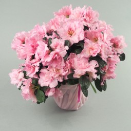 POT AZALE ROSE VUE DE HAUT