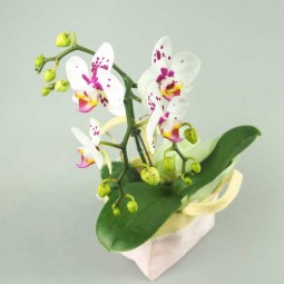 Orchidée colorée avec cache-pot (2) - Amaryllis Fleurs Interflora Paris  15ème