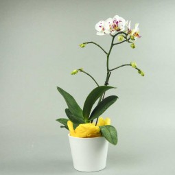 Plante d'intérieur - orchidée phalaenopsis orange et son cache pot pêche –  h35cm, ø9cm - plante d'intérieur fleurie 35cm