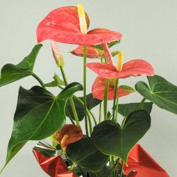 Anthurium fleurs rouges