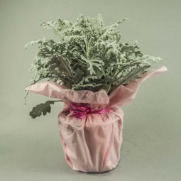 Cinéraire maritime élégante et facile à cultiver