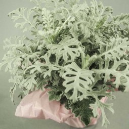 Cinéraire maritime élégante et facile à cultiver