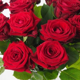 Gros plan sur les roses