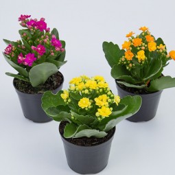 Découvrez les Merveilles de la Plante Kalanchoe : Guide Complet