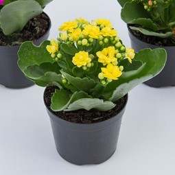 Kalanchoe jaune