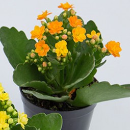 Kalanchoe orange