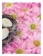 Fleurs de Pâques 2027 – Livraison à Paris