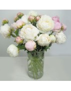 Pivoines fraîches – Bouquets élégants | Le Pouvoir des Fleurs Paris