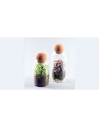 Terrariums de Plantes Vertes et Grasses - Décoration Naturelle et Facile d'Entretien