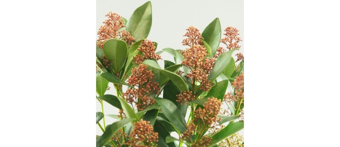 Quelles plantes pour fleurir une tombe ? Nos conseils de fleuriste