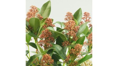 Quelles plantes pour fleurir une tombe ? Nos conseils de fleuriste