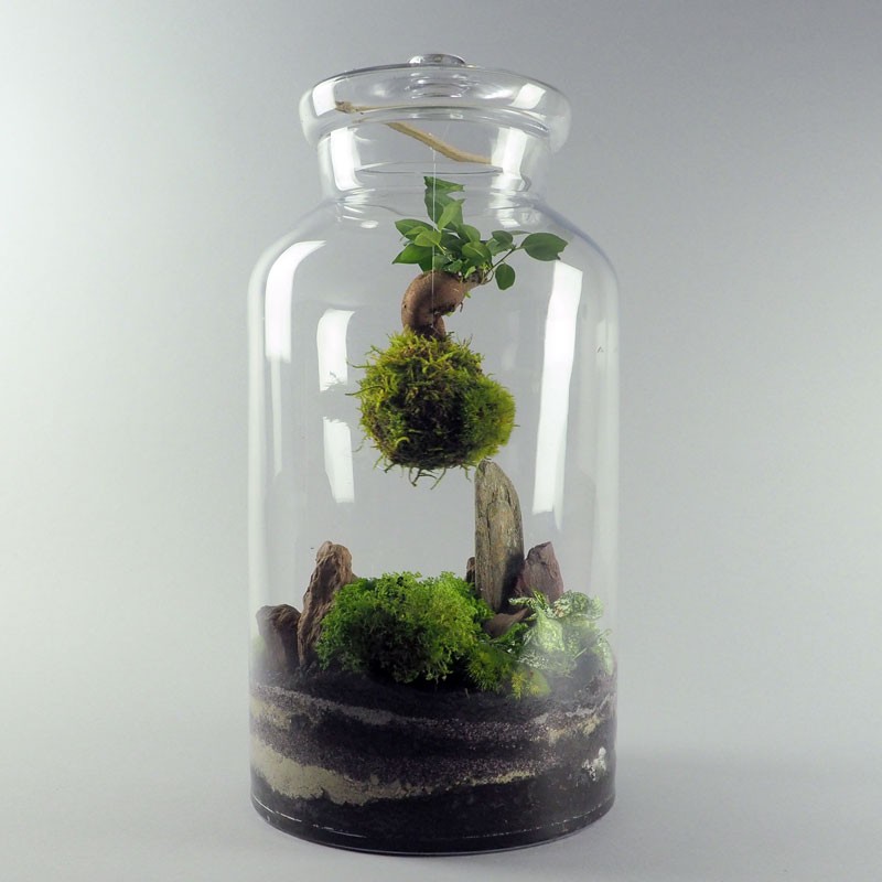 Terrarium Pandora