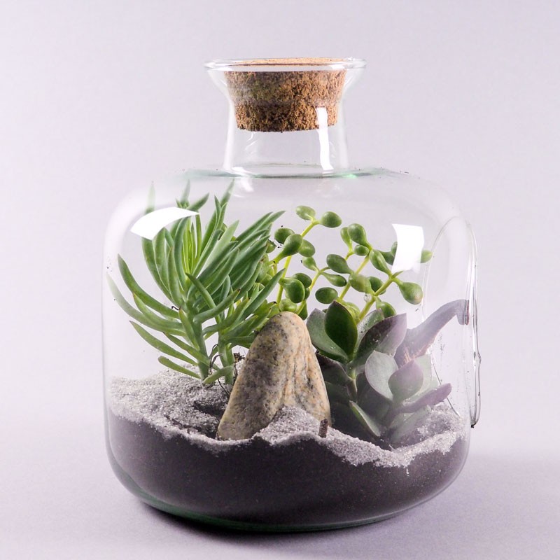 Terrarium ouvert plantes grasses